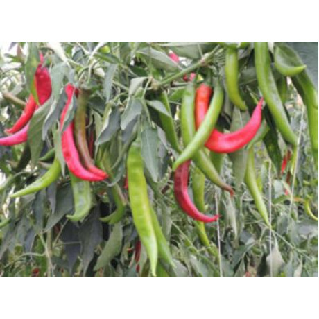 Fogaras paprika štipľavá úzka dlhá 250s