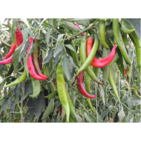 Fogaras paprika úzka dlhá 250s