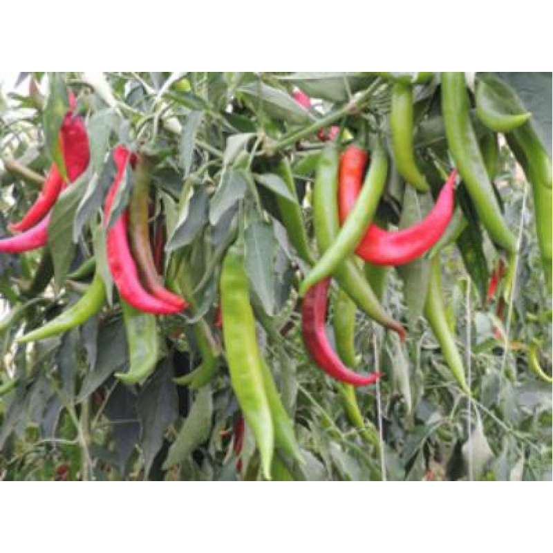 Fogaras paprika štipľavá úzka dlhá 250s