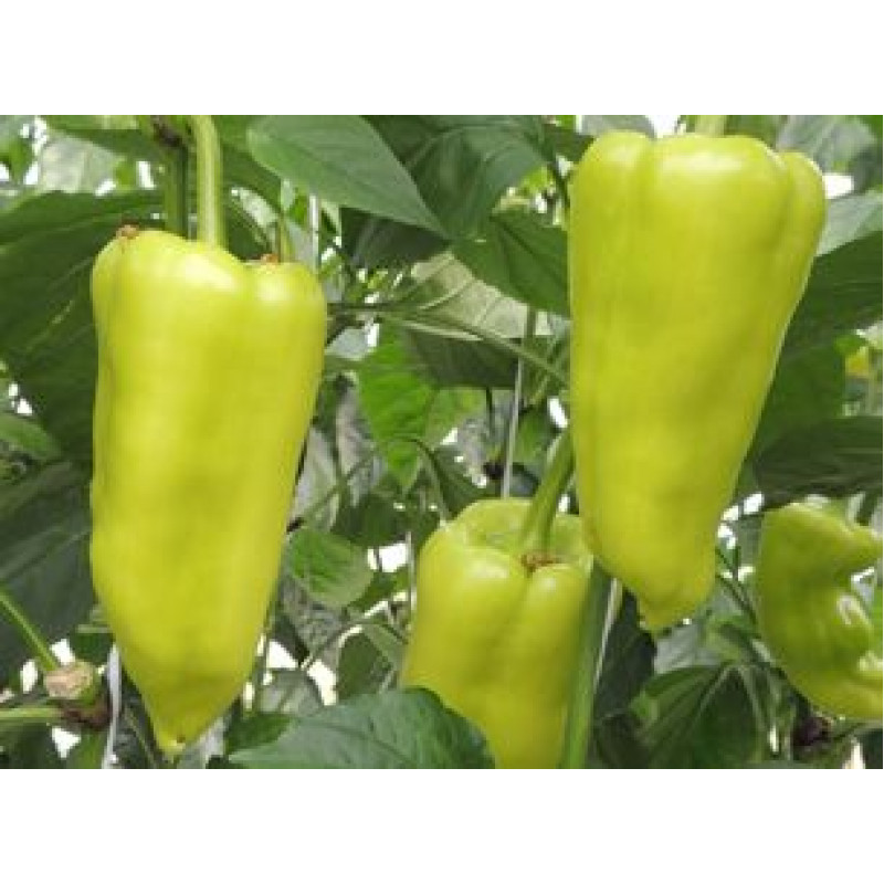 Garam paprika štipľavá odolná stresu 50 semien