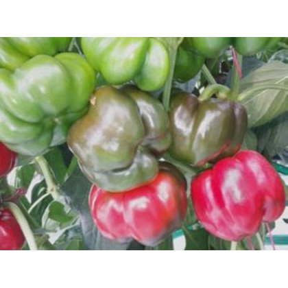 Gogorez paprika paradajková sladká 250 semien