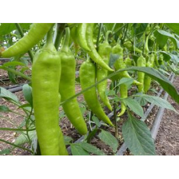Griff paprika úzka dlhá štipľavá 50 semien