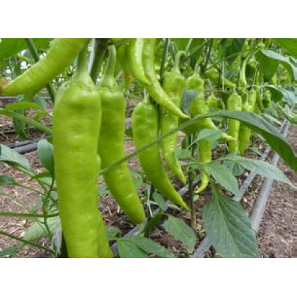 Griff paprika úzka dlhá štipľavá 250 semien