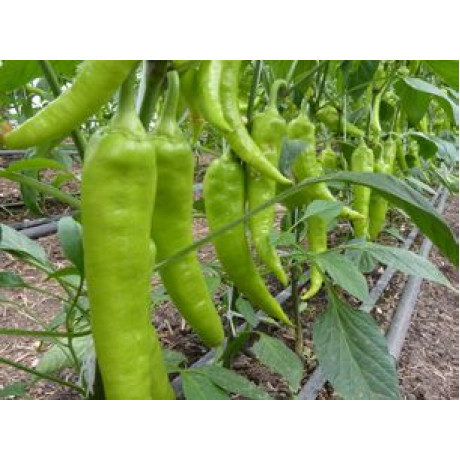 Griff paprika úzka dlhá štipľavá 50 semien