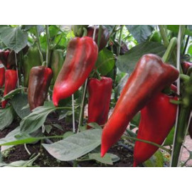 Kadet F1 paprika kápia veľmi veľká 250 semien