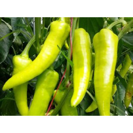 Palóc F1 paprika úzka dlhá štipľavá 250 semien..