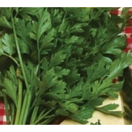 Simalevelú Petržlen vňaťový 