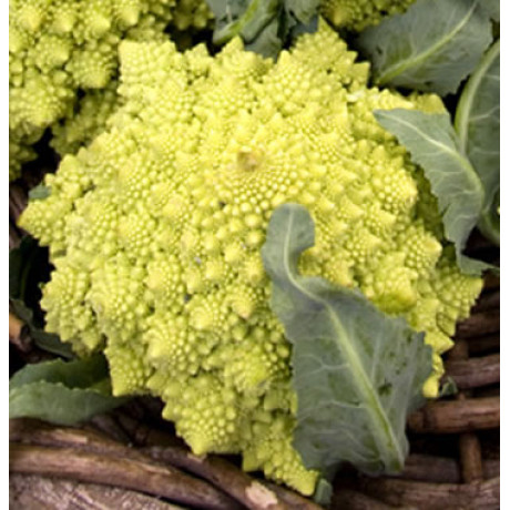 Romanesco karfiol skory 4g