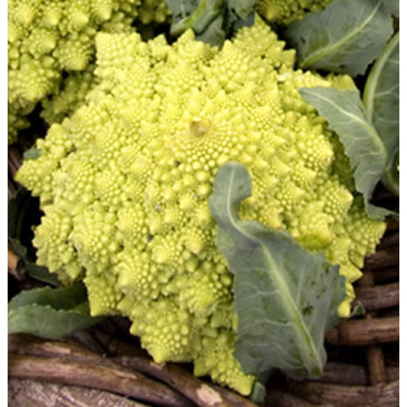 Romanesco karfiol skory 4g