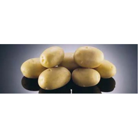 Agáta Sadbové zemiaky veľmi skoré 5 kg