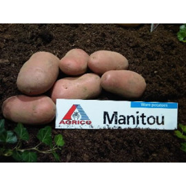 Manitou sadbové zemiaky červené mini hľúzy 28/35mm..