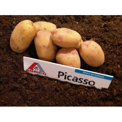 Picasso sadbové zemiaky neskoré na skladovanie 5 kg