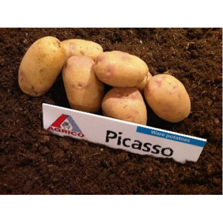 Picasso sadbové zemiaky neskoré na skladovanie mini hľúzy 1,2 kg
