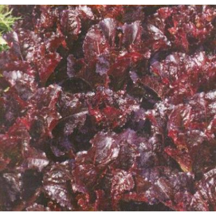 Dark Roden šalát listový kučeravý tmavočervený skorý 5 g