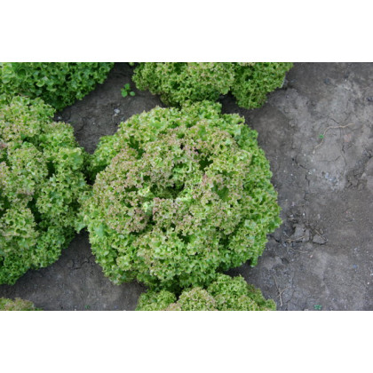 Rosaura Šalát listový Lactuca sativa var. Capitata 5g