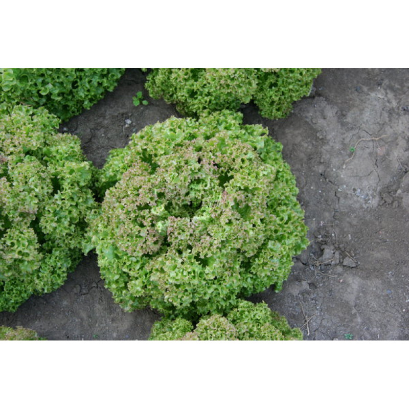 Rosaura Šalát listový Lactuca sativa var. Capitata 5g