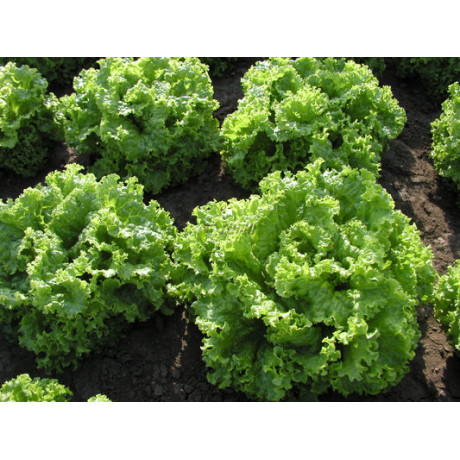 Zoltán Šalát listový Lactuca sativa var. Capitata 5g