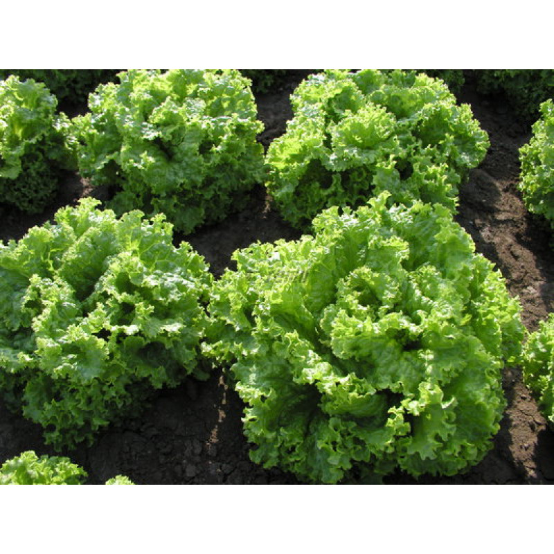 Zoltán Šalát listový Lactuca sativa var. Capitata 5g