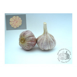 Slavin cesnak paličiak ozimný 4 hlávky