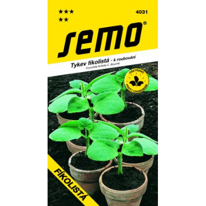 Fíkolistá tekvica na vrúbľovanie 500s