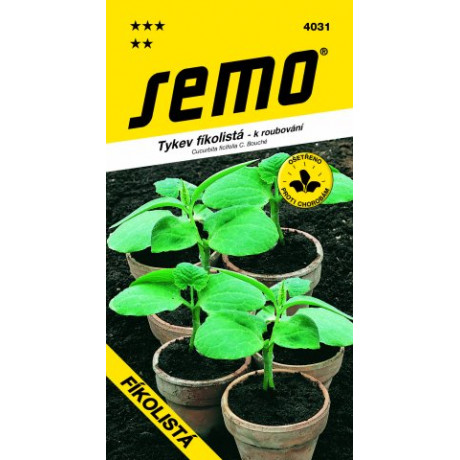 Fíkolistá tekvica na vrúbľovanie 500s