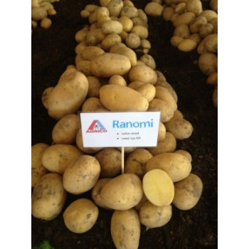 Ranomi sadbové zemiaky veľmi skoré mini hľúzy 28-35 mm morené 3 kg
