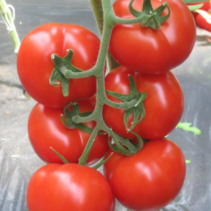 Jairo F1 kolíková paradajka rezistentná 250 semien
