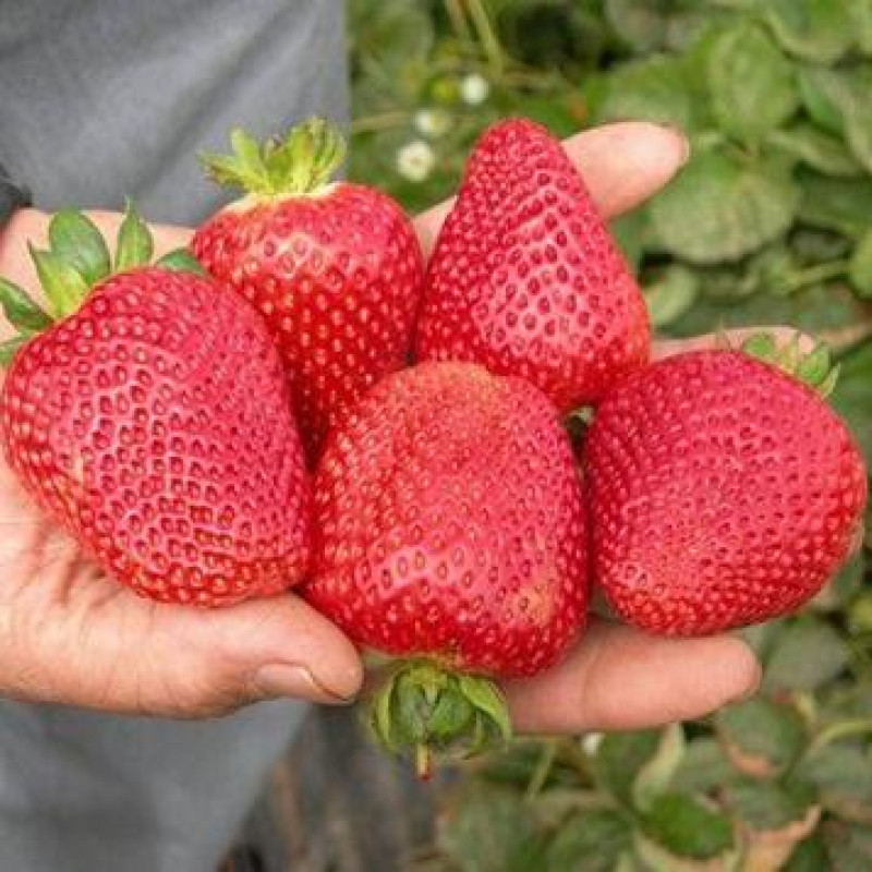 Joly jahody veľmi veľké vynikajúce kontajner P12cm