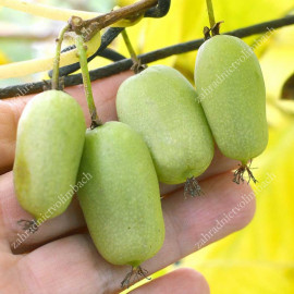 Super Jumbo actinidia arguta kiwi drobnoplodé kont..