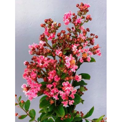 Kiss lagerstroemia indica ružová ker myrta krepová kontajner C2L / 30-50cm rozvetvené
