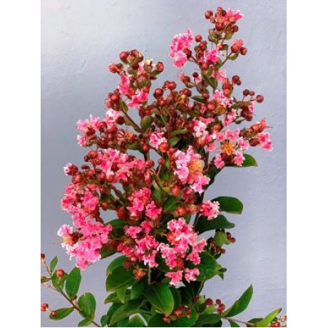 Kiss lagerstroemia indica ružová ker myrta krepová kontajner C2L / 30-50cm rozvetvené