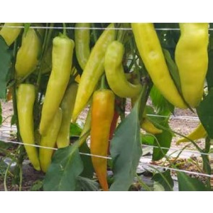 Kontra extra skorá paprika pálivý Charleston 100 semien