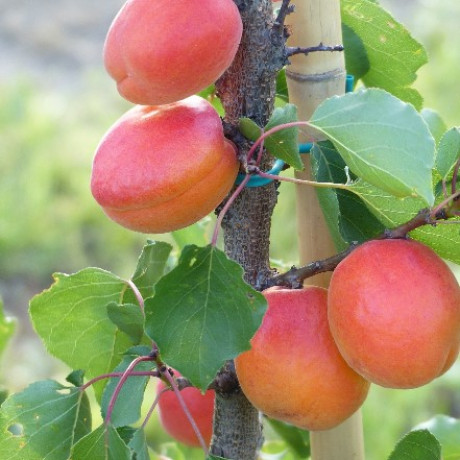Koolgat marhuľa neskoro kvitne samoopelivá podpník wavit prostokorenná