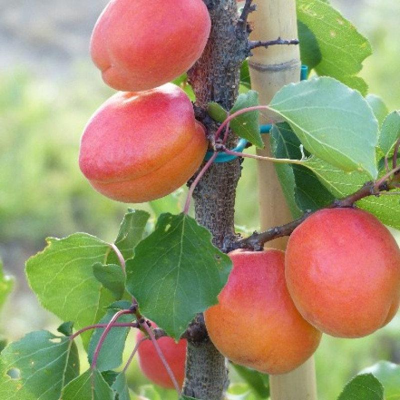 Koolgat marhuľa neskoro kvitne samoopelivá podpník wavit prostokorenná
