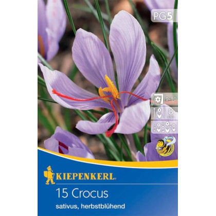 Pravý šafrán Crocus sativus krokus kvitne na jeseň 15ks / 8-9