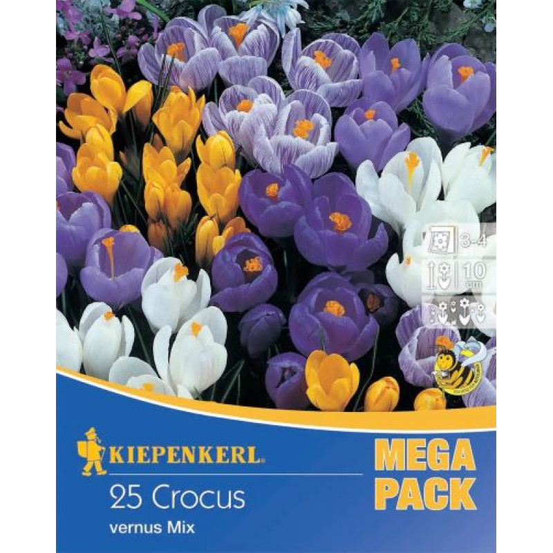 Krokus veľkokvetý crocus Zmes farieb Mega pack 25 ks / 7-8