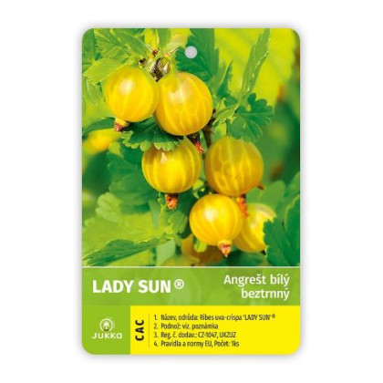 Lady Sun egreš menej tŕňový rezistentný ker kontajner C2L