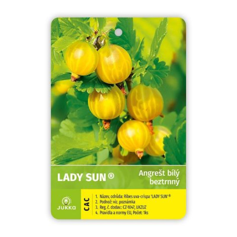 Lady Sun egreš menej tŕňový rezistentný ker kontajner C2L