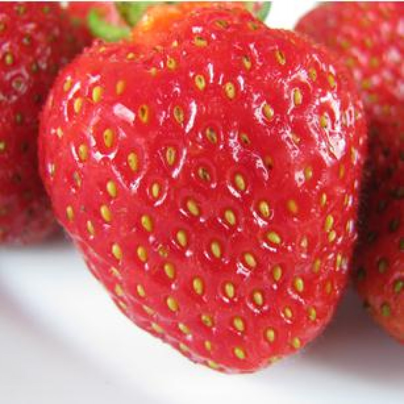 Lambada jahody veľmi skoré multipack 10ks