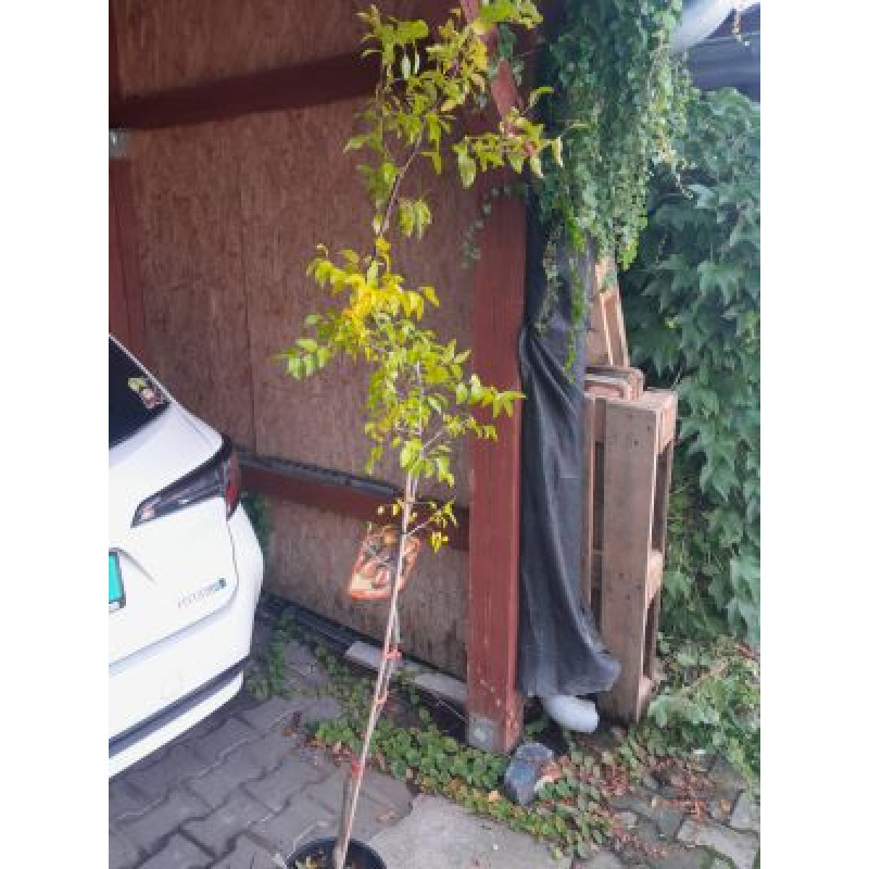 Lang jujuba čínská ďatla kontajner C7,5L