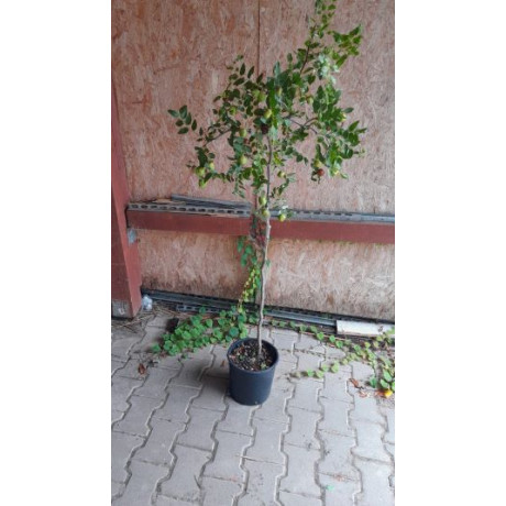 Li Mela čínska ďatla jujuba ziziphus kontajner C5L / 120cm-150cm