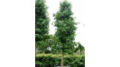 Liquidambar styraciflua Ambrovník