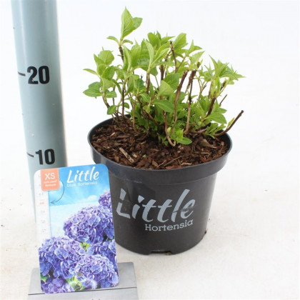 Little Blue hydrangea macrophylla hortenzia kalinolistá kontajner C2L