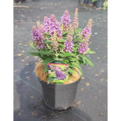 Little Lila Butterfly Candy buddleia davidii budleja nízka C2,5L/ 20-25cm