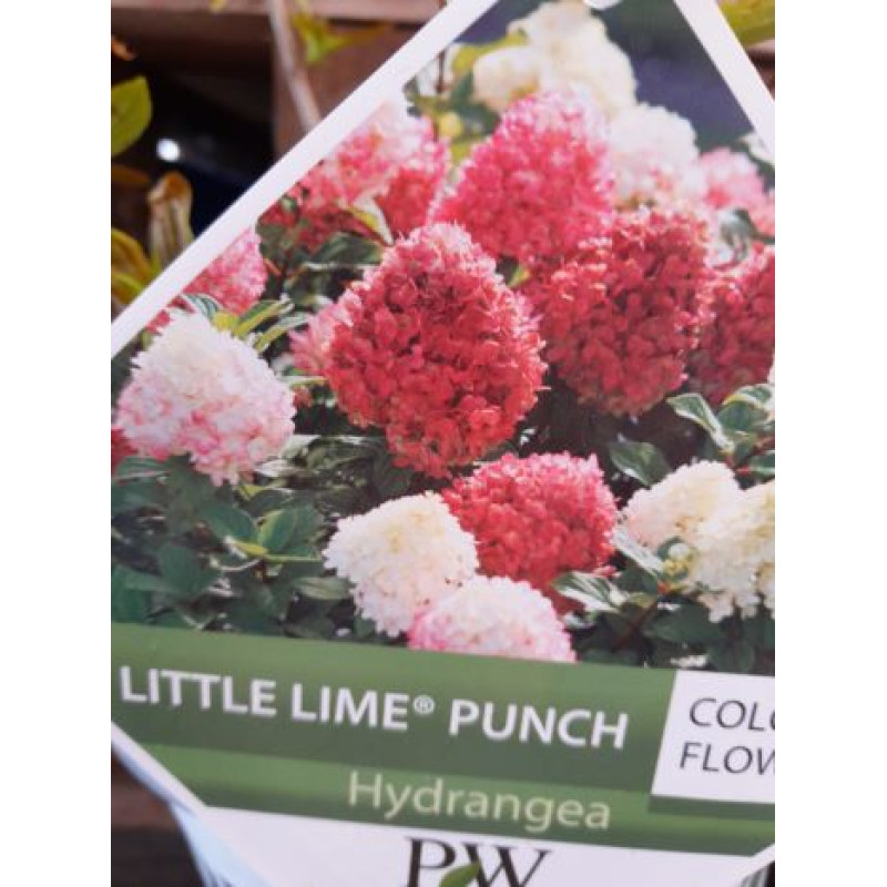 Little Lime Punch hydrangea paniculata fascinujúca hortenzia metlinatá C3L