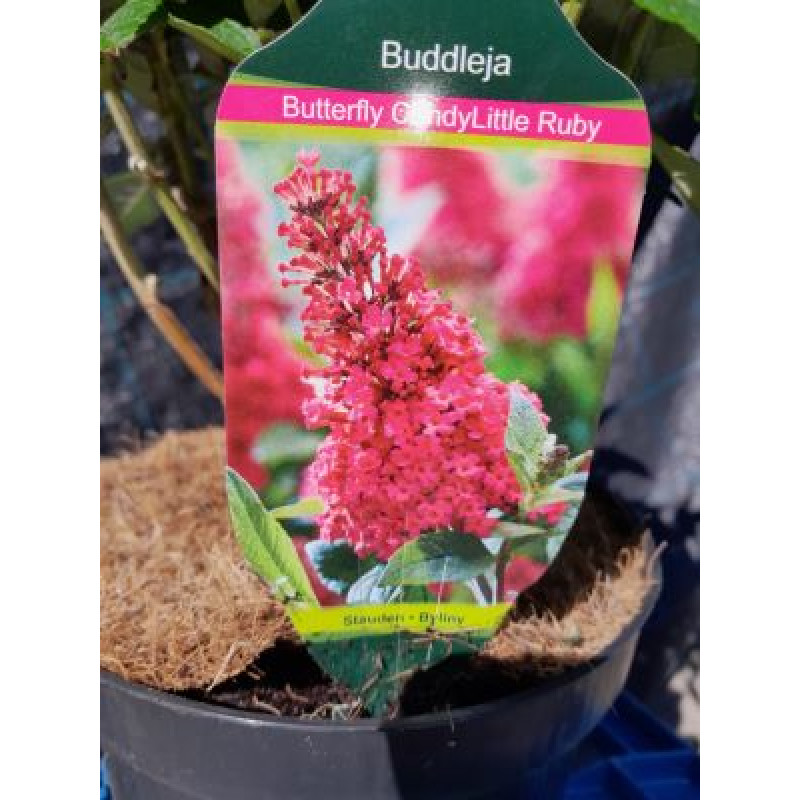 Little Ruby Butterfly Candy buddleia davidii budleja zakrslá C2L/ 30+cm