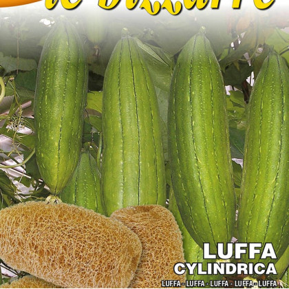 Lufa cylindrica talianske osivo kuriozita 2 g