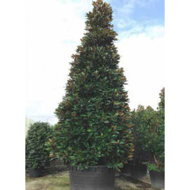 Galissoniere Magnolia Grandiflora veľkokvetá stálo..