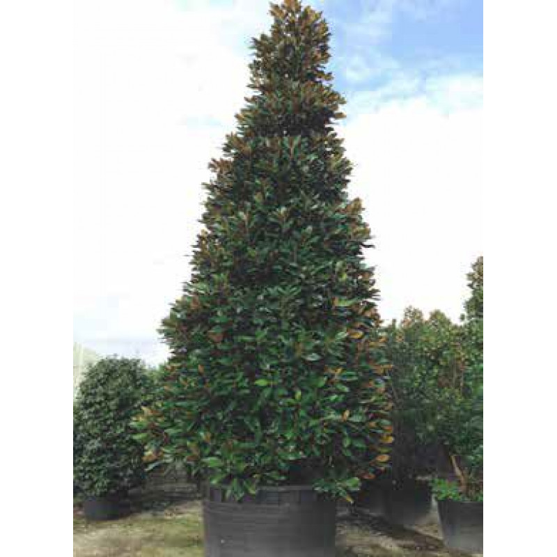 Galissoniere Magnolia Grandiflora veľkokvetá stálozelená C12L / 130-150cm