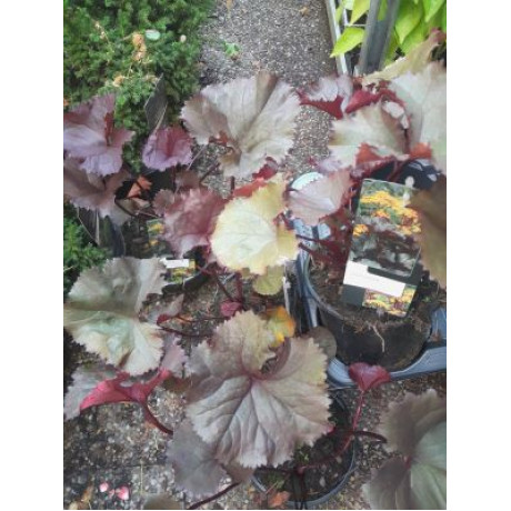 Britt Marie Crawford ligularia dentata jazyčník kontajner C3L / 25-30cm